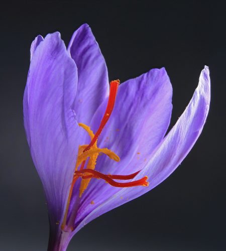 benyamin-bohlouli-HuzCqE21trM-unsplash